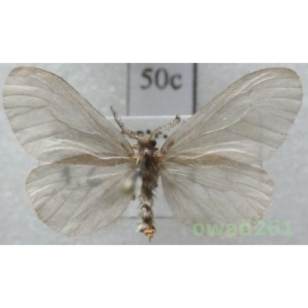 Sterrhopterix fusca (Haworth, 1809) Czech50c